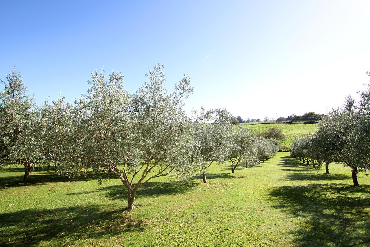 Ohaupo Olives Bed & Breakfast Luaran gambar