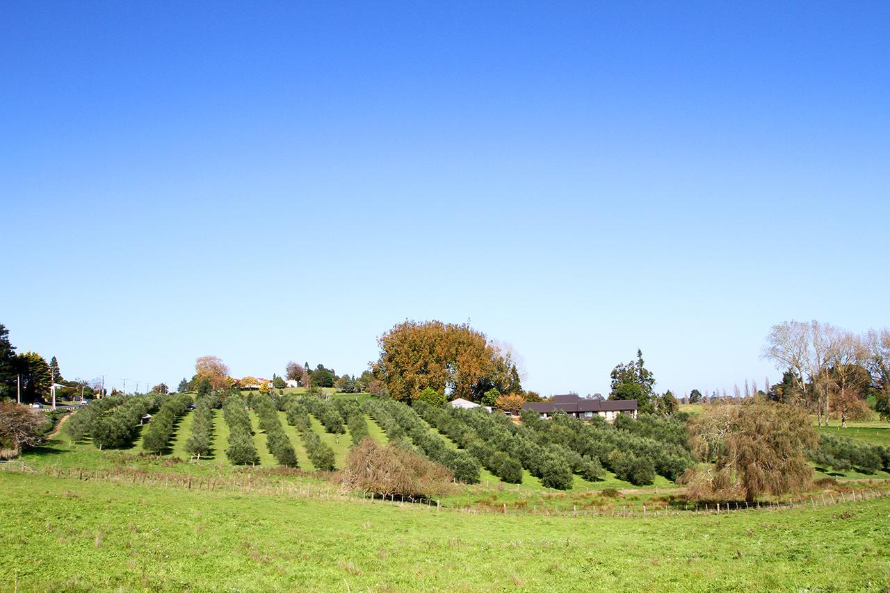 Ohaupo Olives Bed & Breakfast Luaran gambar